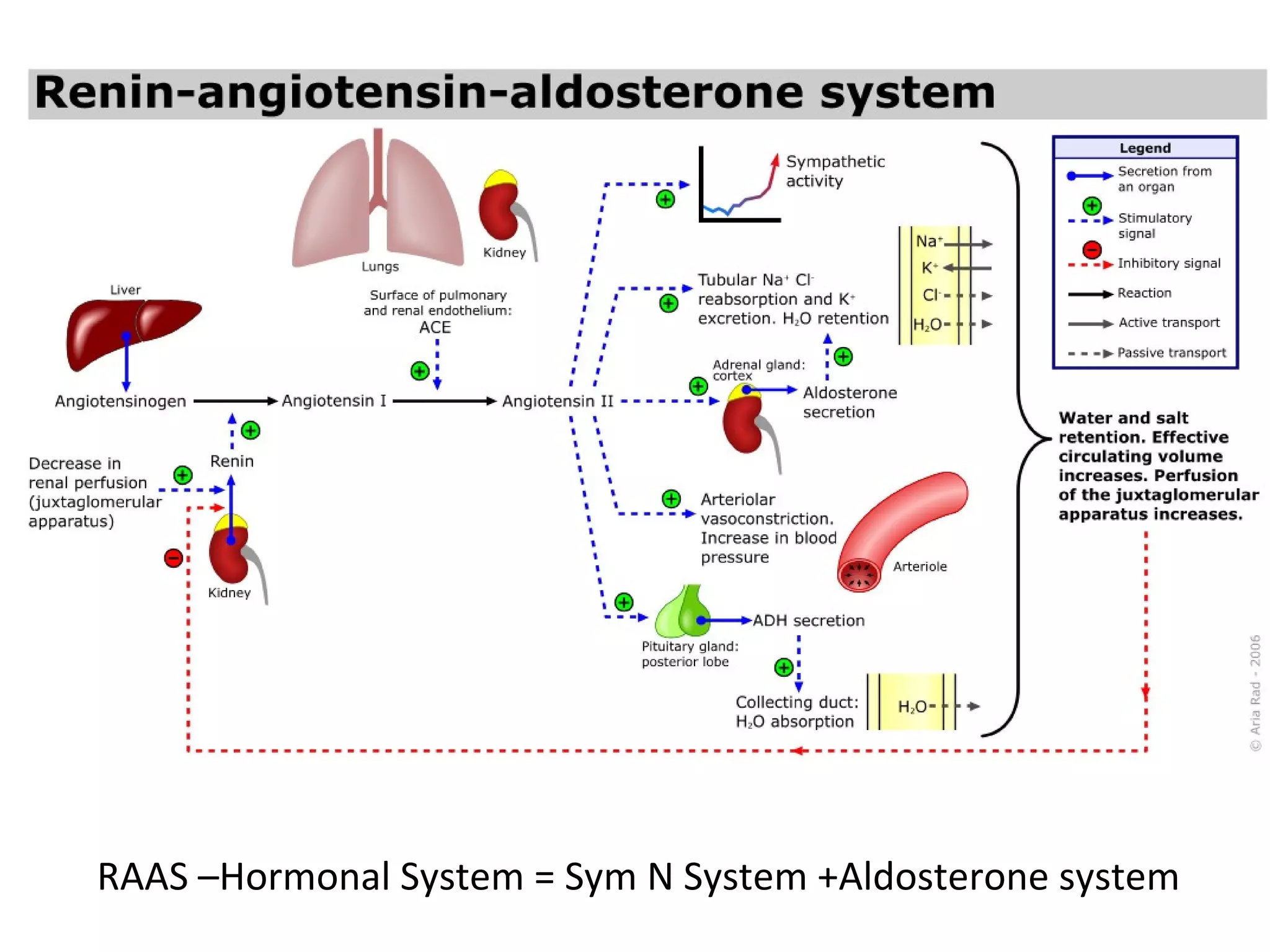 RAAS –Hormonal System = Sym N System +Aldosterone system
 