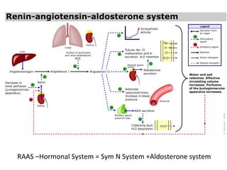 RAAS –Hormonal System = Sym N System +Aldosterone system
 