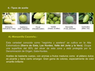 4.- Tipos de aceite




  A).-Manzanilla Cacereña.-

Esta variedad conocida como "negrinha y azeitera" se cultiva en la Alta
Extremadura (Sierra de Gata, Las Hurdes, Valle del Jerte y la Vera). Ocupa
una superficie del 95% del olivar de esta zona y está protegida por la
Denominación de Origen, Gata-Hurdes.

Aceites de bastante cuerpo, con aromas a frutos maduros como el plátano dulce;
es picante y tiene cierto amargor. Gran gama de colores, especialmente de color
amarillo brillante
 