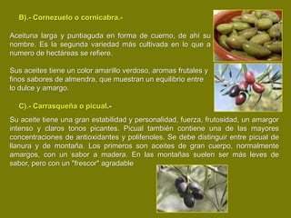 B).- Cornezuelo o cornicabra.-

Aceituna larga y puntiaguda en forma de cuerno, de ahí su
nombre. Es la segunda variedad más cultivada en lo que a
numero de hectáreas se refiere.

Sus aceites tiene un color amarillo verdoso, aromas frutales y
finos sabores de almendra, que muestran un equilibrio entre
lo dulce y amargo.

  C).- Carrasqueña o picual.-
Su aceite tiene una gran estabilidad y personalidad, fuerza, frutosidad, un amargor
intenso y claros tonos picantes. Picual también contiene una de las mayores
concentraciones de antioxidantes y polifenoles. Se debe distinguir entre picual de
llanura y de montaña. Los primeros son aceites de gran cuerpo, normalmente
amargos, con un sabor a madera. En las montañas suelen ser más leves de
sabor, pero con un "frescor" agradable
 