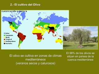 2.- El cultivo del Olivo




                                         El 98% de los olivos se
El olivo se cultiva en zonas de climas   sitúan en países de la
            mediterráneos                 cuenca mediterránea
     (veranos secos y calurosos)
 