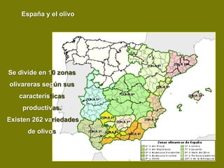 España y el olivo




Se divide en 10 zonas
olivareras según sus
   características
    productivas.
Existen 262 variedades
      de olivos
 