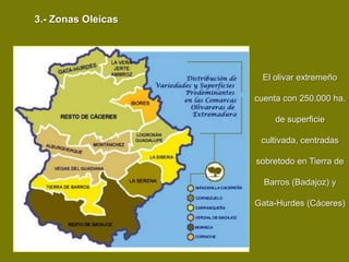 3.- Zonas Oleicas




                     El olivar extremeño

                    cuenta con 250.000 ha.

                         de superficie

                     cultivada, centradas

                    sobretodo en Tierra de

                      Barros (Badajoz) y

                    Gata-Hurdes (Cáceres)
 