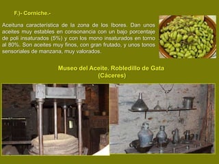 F.)- Corniche.-

Aceituna característica de la zona de los Ibores. Dan unos
aceites muy estables en consonancia con un bajo porcentaje
de poli insaturados (5%) y con los mono insaturados en torno
al 80%. Son aceites muy finos, con gran frutado, y unos tonos
sensoriales de manzana, muy valorados.


                      Museo del Aceite. Robledillo de Gata
                                  (Cáceres)
 