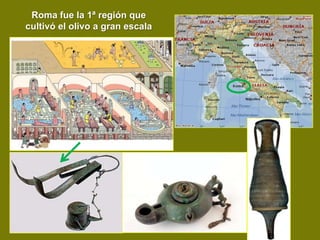 Roma fue la 1ª región que
cultivó el olivo a gran escala
 