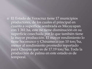  El estado de Campeche con cuatro municipios
productores tiene la mayor superficie
sembrada y el mayor rendimiento en el
...