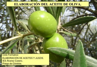 ELABORACIÓN DEL ACEITE DE OLIVA. Ciclo Formativo: ELABORACIÓN DE ACEITES Y JUGOS. IES Álvarez Cubero. Priego de Córdoba.  