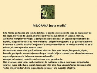 MEJORANA (nota media)

Esta hierba pertenece a la familia Labitae. El aceite se extrae de la copa de la planta y de
las hojas. Proviene de Egipto, ahora se cultiva en abundancia en España, Francia,
Alemania, Hungría y Portugal. Si compra el aceite esencial en España o proveniente de
España, asegúrese de usar su nombre latino ( origanum majorama ), ya que los españoles
llamamos al tomillo español "mejorana" y aunque también es un aceite esencial, no es el
mismo, ni se usa para las mismas cosas.
Otros aceites esenciales que funcionan bien con éste, son: benjuí, bergamota, ciprés,
lavanda, petitgrain y romero (recuerde que cuando elija el romero para el motivo que sea
o para alguna mezcla debe usarlo con moderación.
Aunque es incolora, también es de un olor muy penetrante.
Uso principal: para tratar los hematomas de cualquier tejido o las marcas amoratadas
sobre el cuero cabelludo, la piel, las manos y los pies. Para uñas dañadas, tales como las
"uñas ennegrecidas", tiene la cualidad de ofrecer una curación efectiva.
 