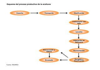 Esquema del proceso productivo de la aceituna
Cosecha Transporte Clasificación
Tratamiento con
lejía
Lavados
Colocación en
Salmuera
Escogido y
Clasificación
Fermentación
Descarozado y
relleno
Envasado
Fuente: PROMPEX
 