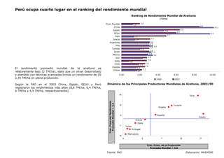 Perú ocupa cuarto lugar en el ranking del rendimiento mundial
El rendimiento promedio mundial de la aceituna es
relativamente bajo (2 TM/ha), dado que un olivar desarrollado
y atendido con técnicas avanzadas brinda un rendimiento de 20
a 25 TM/ha en plena producción.
Según la FAO en el 2003 China, Egipto, EEUU y Perú
registraron los rendimientos más altos (8,6 TM/ha, 6,4 TM/ha,
6 TM/ha y 4,9 TM/ha, respectivamente).
Fuente: FAO Elaboración: MAXIMIXE
Dinámica de los Principales Productores Mundiales de Aceituna, 2003/90
-6
-1
4
9
14
-3 2 7 12 17
Crec. Prom. de la Producción
Promedio Mundial = 3,6
Crec.PromdelRendimiento
PromedioMundial=2,4
Italia
Túnez
Argelia
España
Portugal
Marruecos
Turquía
Egipto
Siria
Grecia
Ranking de Rendimiento Mundial de Aceituna
(TM/ha)
3.4
3.3
1.5
9.7
10.1
2.6
3.1
3.1
6.4
2.0
2.0
1.7
1.6
1.4
0.8
3.0
3.4
2.3
1.9
4.6
1.2
2.8
3.1
3.0
3.0
2.8
8.6
6.0
4.9
2.6
2.2
2.9
0.00 2.00 4.00 6.00 8.00 10.00
Chipre
España
Chile
Italia
Irán
México
Israel
Turquía
Iraq
Argentina
Grecia
Perú
EEUU
Egipto
China
Prom Mundial
1990 2003
 