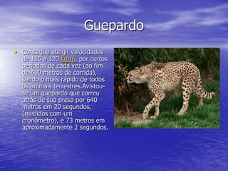 Guepardo
• Consegue atingir velocidades     • 100km/h em 3,8s
  de 115 a 120 km/h, por curtos
  períodos de cada vez (ao fim
  de 400 metros de corrida),
  sendo o mais rápido de todos
  os animais terrestres.Avistou-
  se um guepardo que correu
  atrás de sua presa por 640
  metros em 20 segundos,
  (medidos com um
  cronômetro), e 73 metros em
  aproximadamente 2 segundos.
 