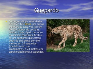 Guepardo Consegue atingir velocidades de 115 a 120  km / h , por curtos períodos de cada vez (ao fim de 400 metros de corrida), sendo o mais rápido de todos os animais terrestres.Avistou-se um guepardo que correu atrás de sua presa por 640 metros em 20 segundos, (medidos com um cronômetro), e 73 metros em aproximadamente 2 segundos. 100km/h em 3,8s 