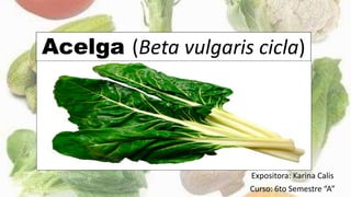 Acelga (Beta vulgaris cicla)
Expositora: Karina Calis
Curso: 6to Semestre “A”
 