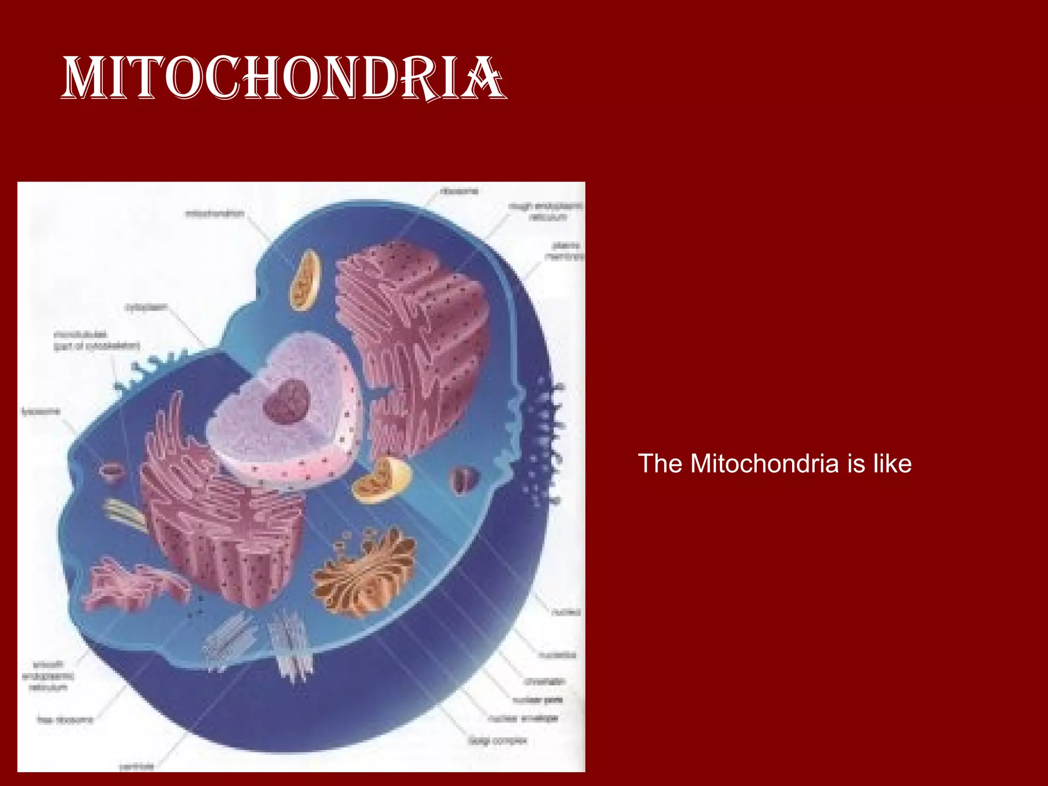 Mitochondria The Mitochondria is like  