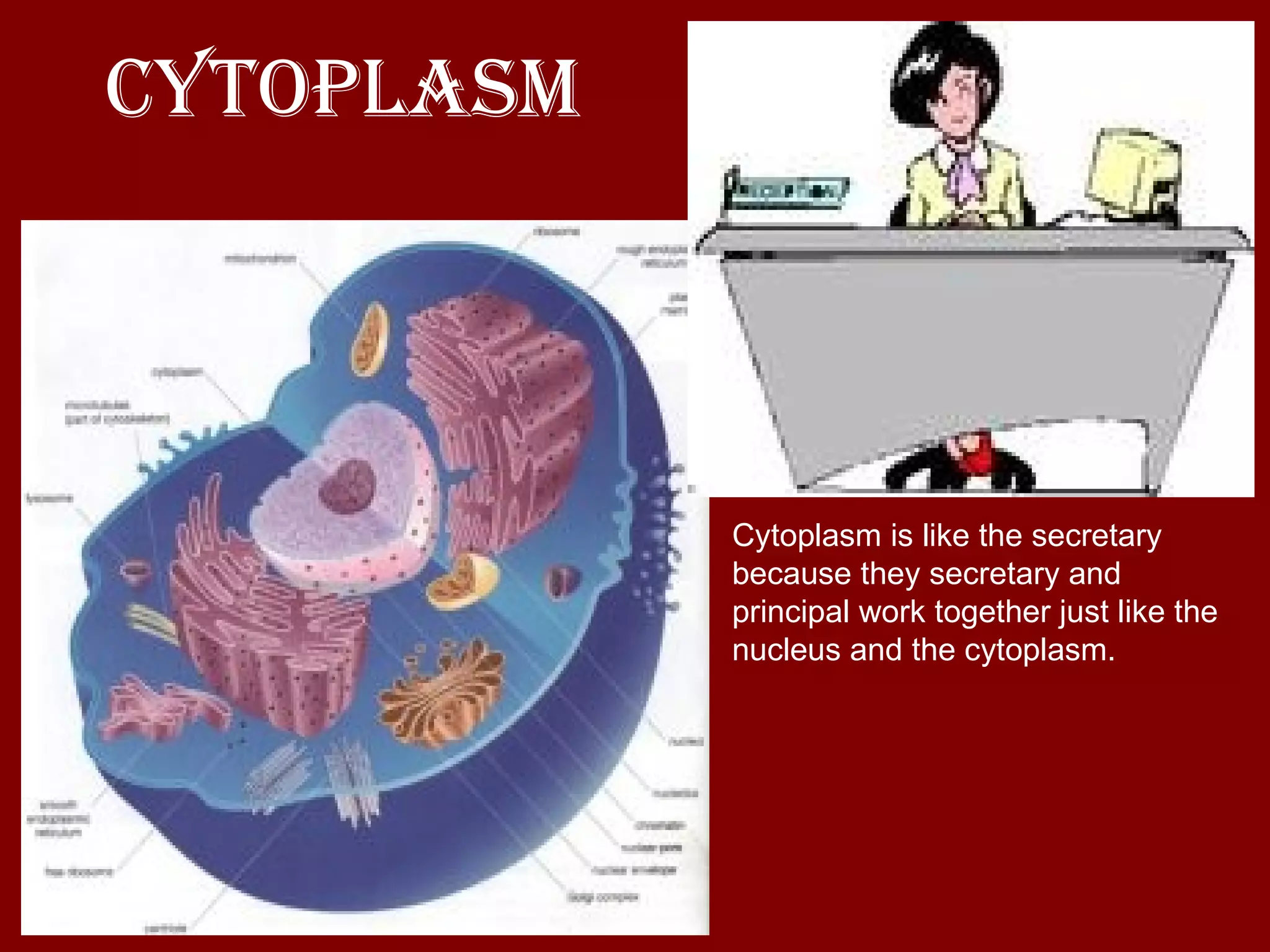 Cytoplasm Cytoplasm is like the secretary because they secretary and principal work together just like the nucleus and the cytoplasm.  