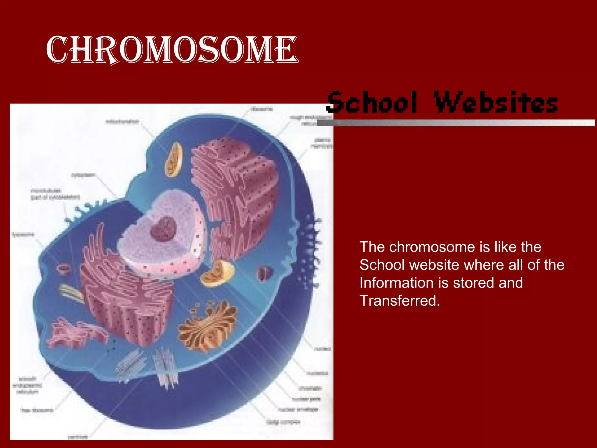Chromosome The chromosome is like the  School website where all of the  Information is stored and  Transferred. 