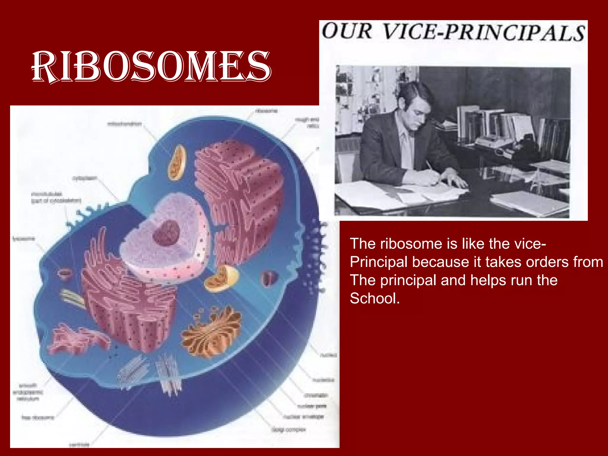 Ribosomes The ribosome is like the vice-  Principal because it takes orders from  The principal and helps run the School. 