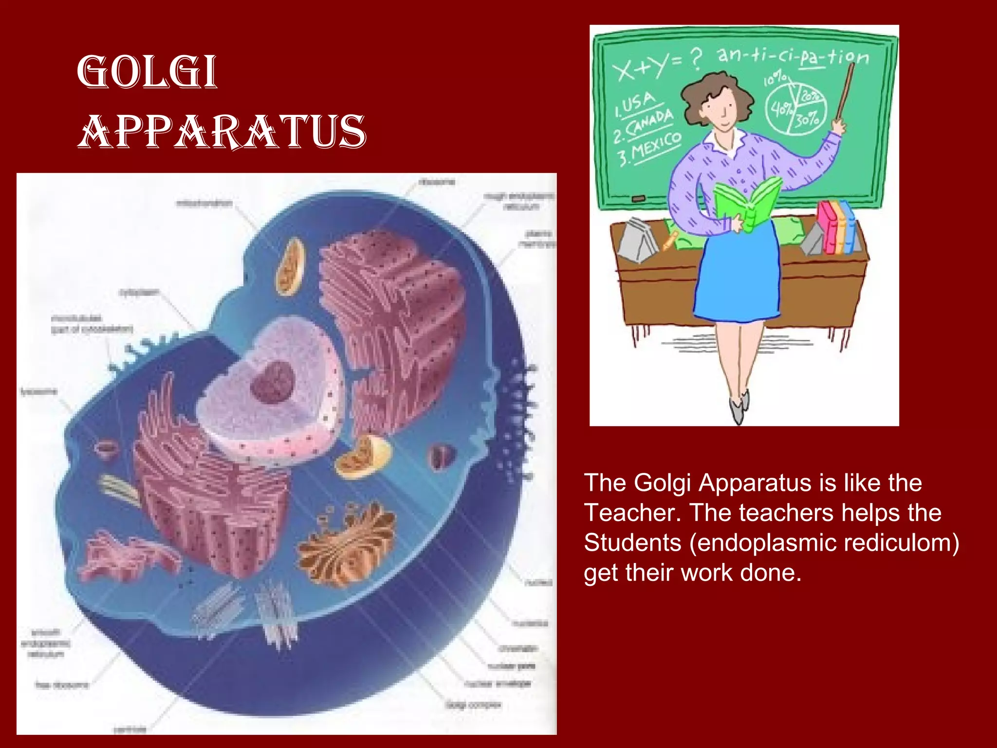 Golgi Apparatus The Golgi Apparatus is like the  Teacher. The teachers helps the Students (endoplasmic rediculom) get their work done. 