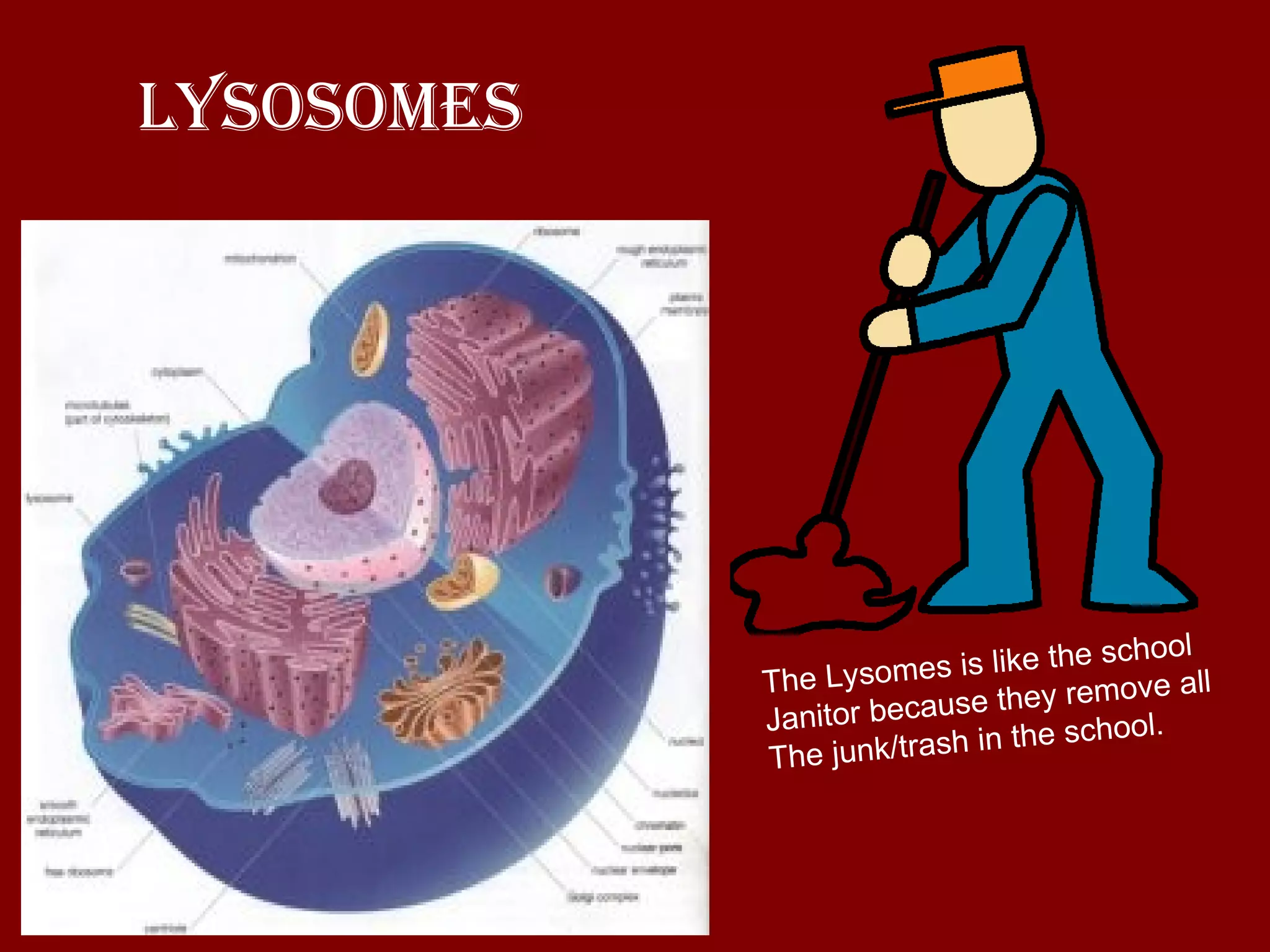 Lysosomes The Lysomes is like the school Janitor because they remove all  The junk/trash in the school. 