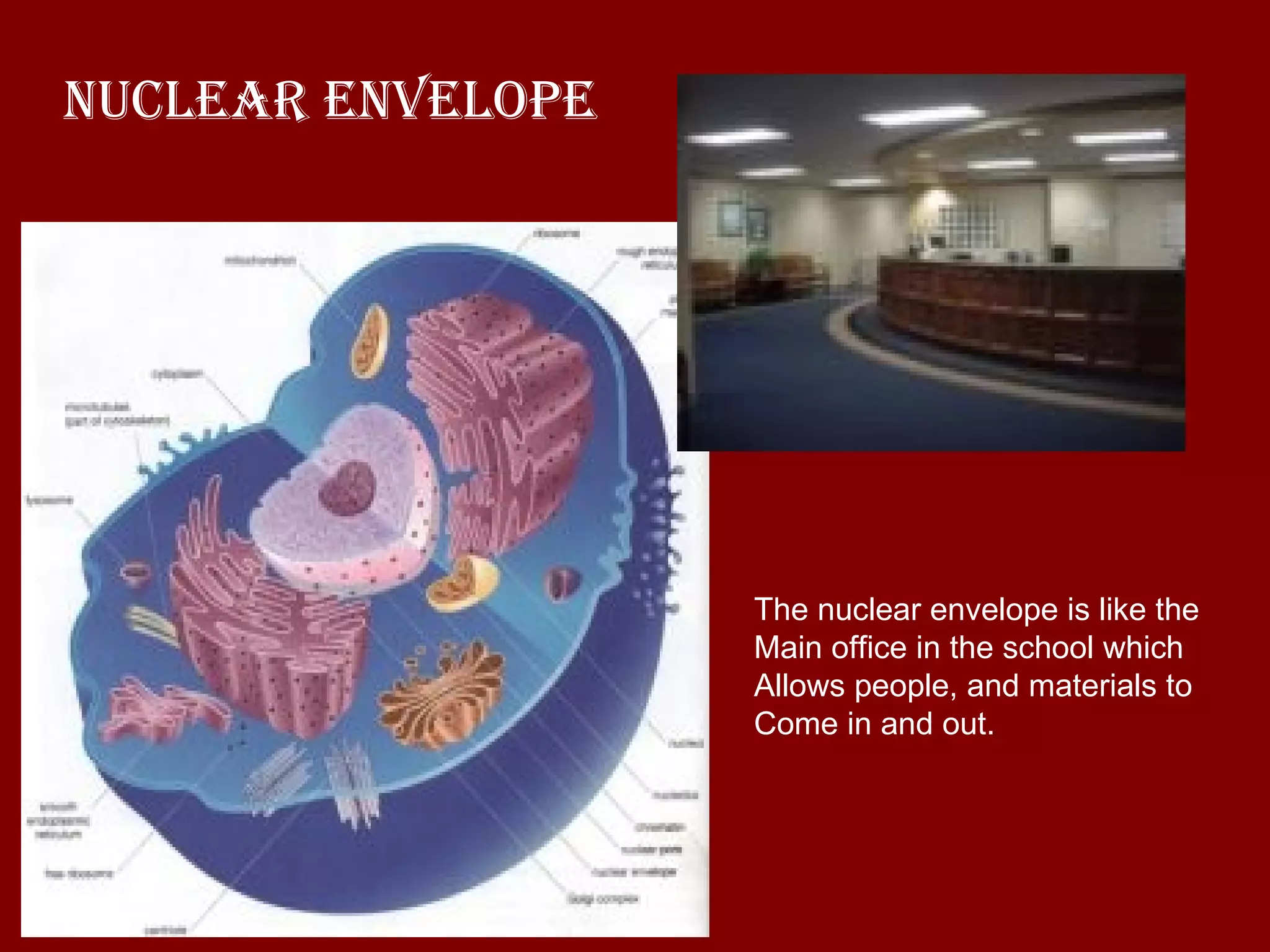 Nuclear Envelope The nuclear envelope is like the  Main office in the school which  Allows people, and materials to  Come in and out. 