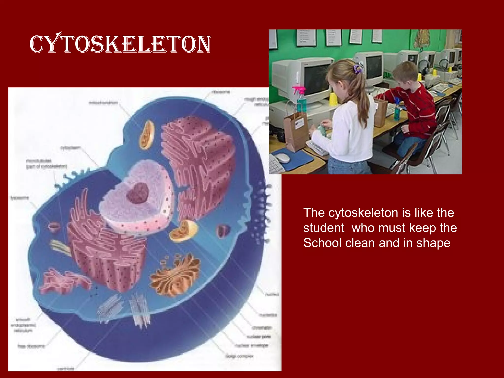 Cytoskeleton The cytoskeleton is like the student  who must keep the  School clean and in shape 