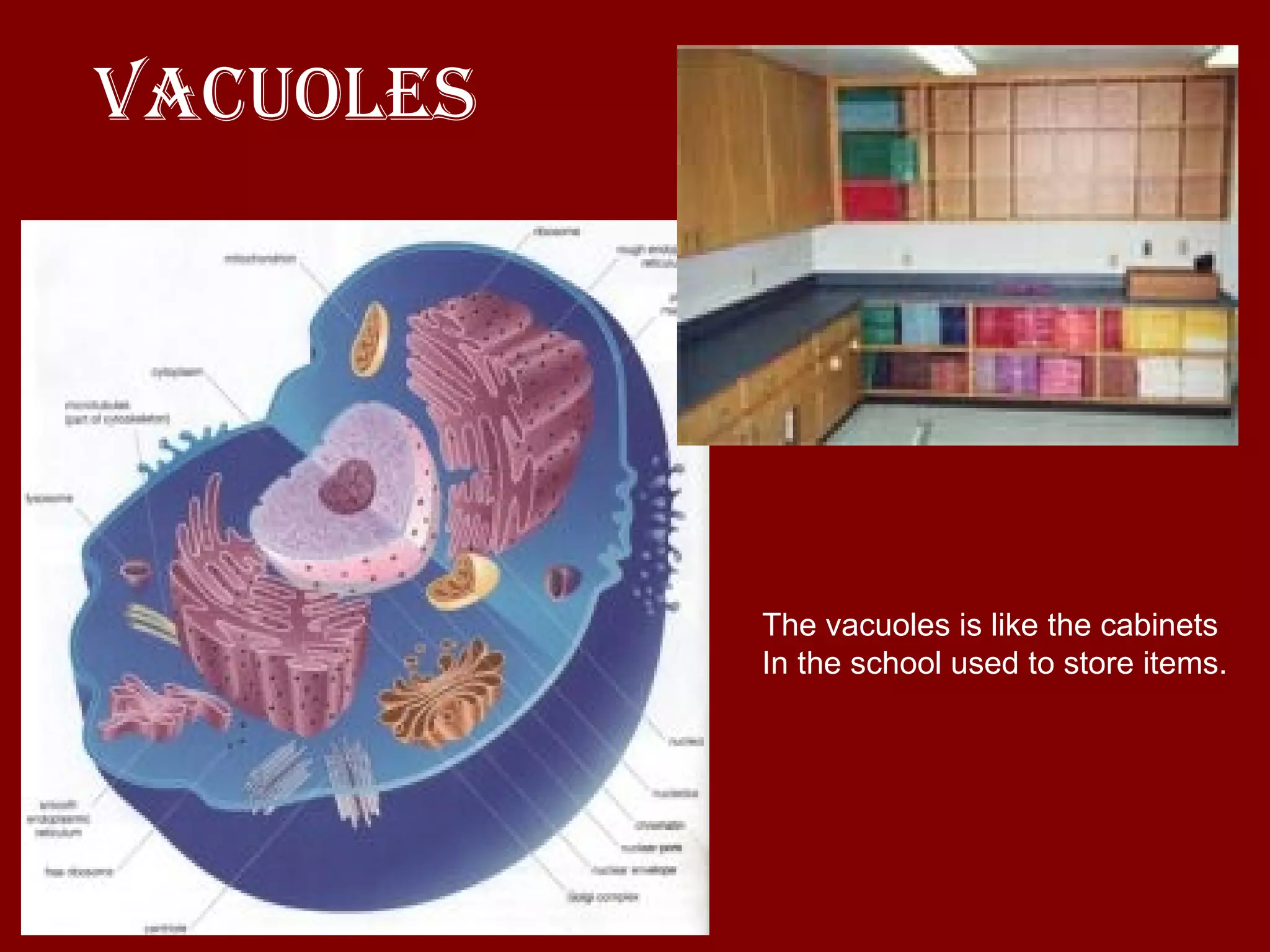 Vacuoles The vacuoles is like the cabinets  In the school used to store items. 