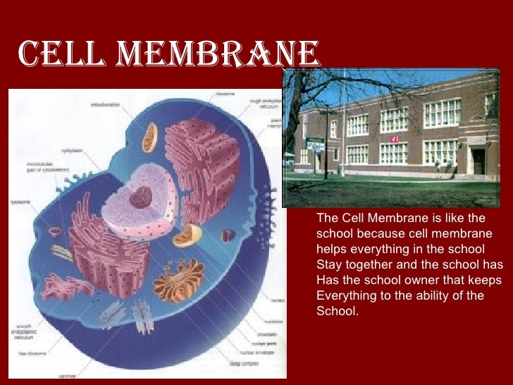 A Cell Is Like A School1