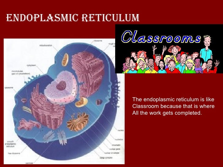 A Cell Is Like A School[1]