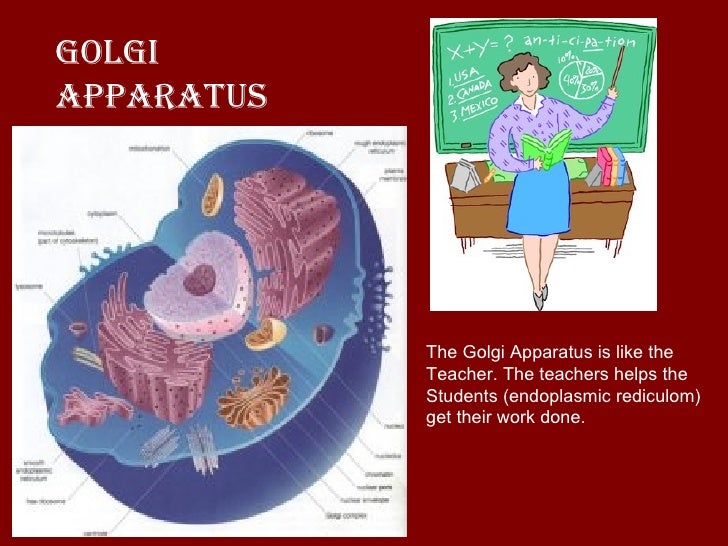 A Cell Is Like A School 1