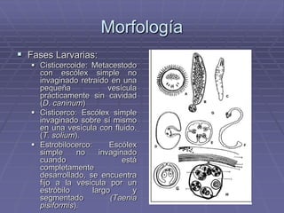 Morfología
 Fases Larvarias:
    Cisticercoide: Metacestodo
     con escólex simple no
     invaginado retraído en una
     pequeña              vesícula
     prácticamente sin cavidad
     (D. caninum)
    Cisticerco: Escólex simple
     invaginado sobre sí mismo
     en una vesícula con fluido.
     (T. solium).
    Estrobilocerco:      Escólex
     simple     no     invaginado
     cuando                   está
     completamente
     desarrollado, se encuentra
     fijo a la vesícula por un
     estróbilo       largo       y
     segmentado            (Taenia
     pisiformis).
 