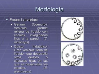 Morfología
 Fases Larvarias:
   Genuro      (Coenuro):
    Vesícula        grande
    rellena de líquido con
    escólex invaginados
    fijos a la pared. (T.
    multiceps).
   Quiste       hidatídico:
    Gran vesícula llena de
    líquido que desarrolla
    otros     quistes      o
    cápsulas hijas en las
    que se desarrollan los
    escólex.             (E.
    granulosus)
 