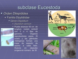 subclase Eucestoda
 Orden Dilepididea
   Familia Dipylidiidae
      Género Dipylidium
         Dipylidium caninum
         Puede alcanzar 50 cm de
          longitud, rostelo retráctil
          con 3 o 4 filas de
          ganchos.         Órganos
          reproductores pares. El
          ovario y las glándulas
          vitelógenas forman una
          masa de aspecto de
          racimo a cada lado.
          Huevos     en    cápsulas
          ovígera en número de 30
 