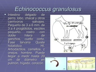 Echinococcus granulosus
 Intestino    delgado     de
  perro, lobo, chacal y otros
  carnívoros         salvajes.      Pp. 45 a 60 días
  Pequeño de 3 a 6 mm. de
  3 a 4 proglótidos, escólex
  pequeño,      rostro    con
  doble        hilera      de
  ganchos, cuello corto.
  Fase     larvaria    Quiste    5 a 6 meses
  hidatídico.              HI.
  Artiodáctilos, camellos, c
  onejos, hombre. Puede
  llegar a medir hasta 20
  cm de diámetro en
  pulmón, hígado, corazón.
 