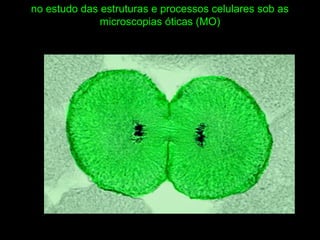no estudo das estruturas e processos celulares sob as
microscopias óticas (MO)
 