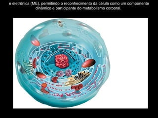 e eletrônica (ME), permitindo o reconhecimento da célula como um componente
dinâmico e participante do metabolismo corporal.
 