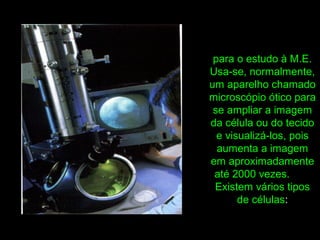 para o estudo à M.E.
Usa-se, normalmente,
um aparelho chamado
microscópio ótico para
se ampliar a imagem
da célula ou do tecido
e visualizá-los, pois
aumenta a imagem
em aproximadamente
até 2000 vezes.
Existem vários tipos
de células:
 