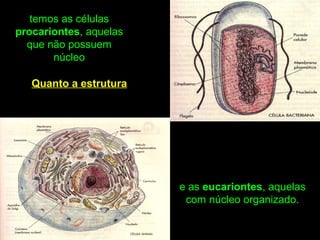 Quanto a estrutura
temos as células
procariontes, aquelas
que não possuem
núcleo
e as eucariontes, aquelas
com núcleo organizado.
 