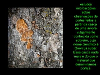 estudos
microscópios
sobre
observações de
cortes feitos a
partir da casca
de uma árvore
vulgarmente
conhecida como
sobreiro, cujo
nome científico é
Quercus suber.
Essa casca nada
mais é do que o
material que
denominamos
cortiça.
 