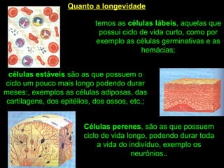 Quanto a longevidade
temos as células lábeis, aquelas que
possui ciclo de vida curto, como por
exemplo as células germinativas e as
hemácias;
células estáveis são as que possuem o
ciclo um pouco mais longo podendo durar
meses:, exemplos as células adiposas, das
cartilagens, dos epitélios, dos ossos, etc.;
Células perenes, são as que possuem
ciclo de vida longo, podendo durar toda
a vida do indivíduo, exemplo os
neurônios..
 