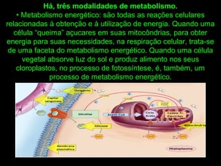 Há, três modalidades de metabolismo.
• Metabolismo energético: são todas as reações celulares
relacionadas à obtenção e à utilização de energia. Quando uma
célula “queima” açucares em suas mitocôndrias, para obter
energia para suas necessidades, na respiração celular, trata-se
de uma faceta do metabolismo energético. Quando uma célula
vegetal absorve luz do sol e produz alimento nos seus
cloroplastos, no processo de fotossíntese, é, também, um
processo de metabolismo energético.
 