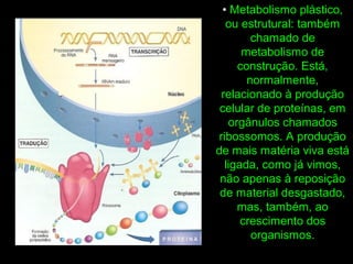 • Metabolismo plástico,
ou estrutural: também
chamado de
metabolismo de
construção. Está,
normalmente,
relacionado à produção
celular de proteínas, em
orgânulos chamados
ribossomos. A produção
de mais matéria viva está
ligada, como já vimos,
não apenas à reposição
de material desgastado,
mas, também, ao
crescimento dos
organismos.
 