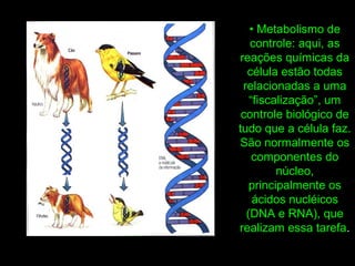 • Metabolismo de
controle: aqui, as
reações químicas da
célula estão todas
relacionadas a uma
“fiscalização”, um
controle biológico de
tudo que a célula faz.
São normalmente os
componentes do
núcleo,
principalmente os
ácidos nucléicos
(DNA e RNA), que
realizam essa tarefa.
 