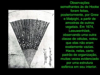 Observações
semelhantes às de Hooke
foram feitas,
posteriormente, por Grew
e Malpighi, a partir de
amostras de outros
vegetais. Em 1674,
Leeuwenhöek,
observando uma outra
classe de células, notou
que elas não eram
exatamente vazias.
Havia, nelas, certo
padrão de organização,
muitas vezes evidenciado
por uma estrutura
esférica em seu interior.
 