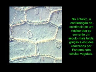 No entanto, a
confirmação da
existência de um
núcleo deu-se
somente um
século mais tarde,
graças a estudos
realizados por
Fontana com
células vegetais.
 
