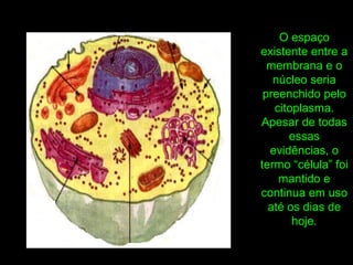 O espaço
existente entre a
membrana e o
núcleo seria
preenchido pelo
citoplasma.
Apesar de todas
essas
evidências, o
termo “célula” foi
mantido e
continua em uso
até os dias de
hoje.
 