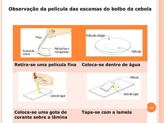 Observação da película das escamas do bolbo da cebola

Retira-se uma película fina

Coloca-se dentro de água

14

Coloca-se uma gota de
corante sobre a lâmina

Tapa-se com a lamela

 