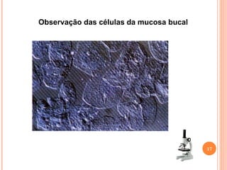 Observação das células da mucosa bucal

17

 