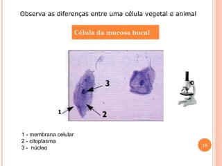 Observa as diferenças entre uma célula vegetal e animal
Célula da mucosa bucal

1

1 - membrana celular
2 - citoplasma
3 - núcleo

18

 