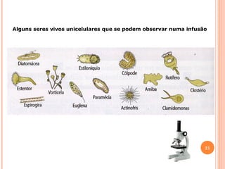 Alguns seres vivos unicelulares que se podem observar numa infusão

21

 