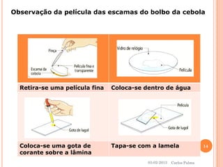 Observação da película das escamas do bolbo da cebola 
Retira-se uma películafina 
Coloca-se dentro de água 
Coloca-se uma gota de corante sobre a lâmina 
Tapa-se com a lamela 
03-02-2013 
14 
Carlos Palma  